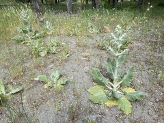 Salvia aethiopis