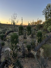 Yucca valida