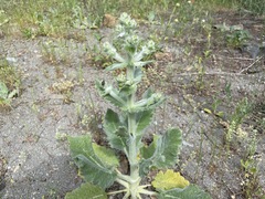 Salvia aethiopis