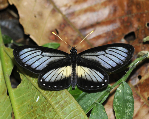 Eresia datis