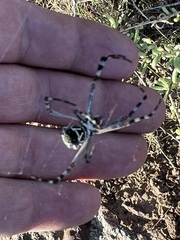 Argiope argentata