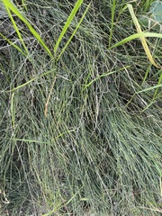 Ephedra distachya