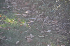 Zonotrichia albicollis