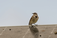 Motacilla capensis capensis