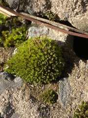 Orthotrichum anomalum