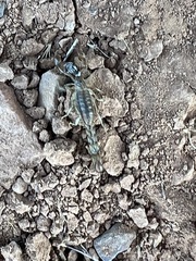 Superstitionia donensis