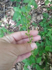 Neottia ovata