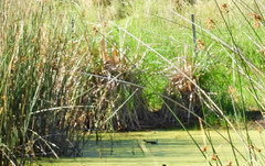 Porphyriops melanops