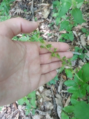 Neottia ovata
