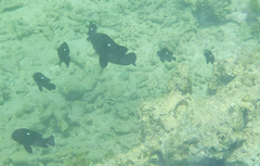 Dascyllus trimaculatus