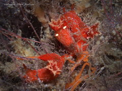 Plocamopherus lucayensis