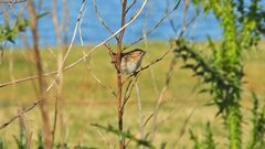 Cistothorus platensis