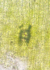 Orthotrichum anomalum