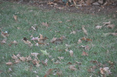 Zonotrichia albicollis