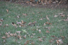 Zonotrichia albicollis