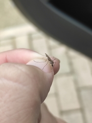 Culicinae