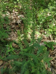 Pedicularis sibthorpii