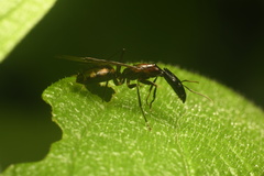 Camponotus mirabilis