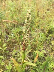 Platanthera convallariifolia