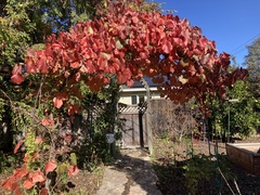 Vitis californica