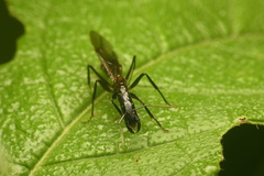 Camponotus mirabilis