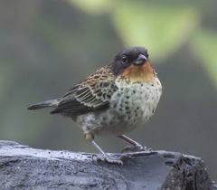 Ixothraupis rufigula