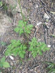 Physospermum cornubiense