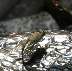 Tabanus occidentalis