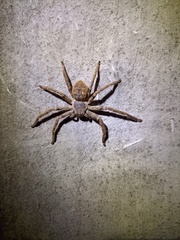 Polybetes pythagoricus