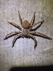 Polybetes pythagoricus