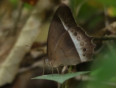 Taygetis sylvia
