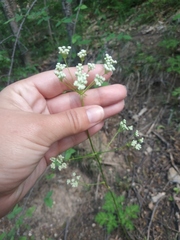 Physospermum cornubiense