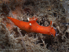 Plocamopherus lucayensis