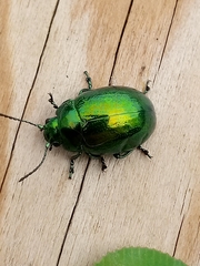 Chrysolina herbacea