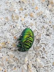 Chrysolina herbacea