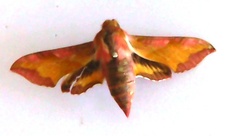 Deilephila porcellus