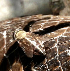 Tabanus occidentalis