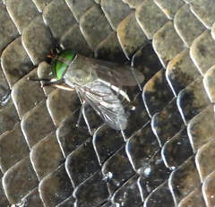 Tabanus occidentalis