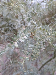 Prosopis glandulosa
