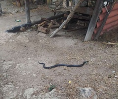 Drymarchon melanurus