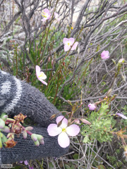 Heliophila carnosa