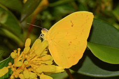 Phoebis philea philea