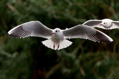 Chroicocephalus ridibundus