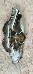 Bunaea alcinoe
