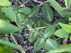 Phasmomantis sumichrasti