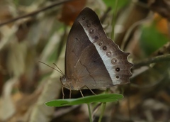 Taygetis sylvia