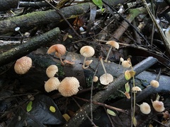 Favolaschia