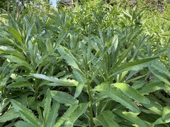 Cirsium arvense vestitum