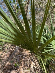 Coryphoideae