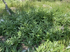 Cirsium arvense vestitum